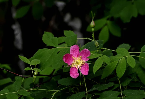 Een Zonnige Dag Bomen Bloeien Kweepeer Bloemen Gazons Rood Geel — Stockfoto