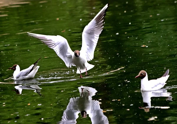 Güneşli bir günde, ağaçlar açar, ayva, çimenlerde çiçekler, kırmızı, sarı ve ozan, insanlar köpeklerle yürür, kuşlar çimenlerde toplanır, ördekler ve martılar yüzer, serçeler güneşte güneşlenir, çok sayıda arı, sinek, çiçek üzerinde böcekler vardır.