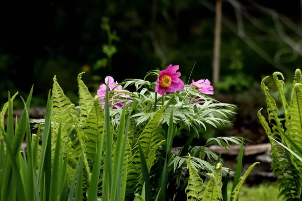 Einem Sonnigen Tag Blühen Bäume Quitten Blumen Auf Dem Rasen — Stockfoto