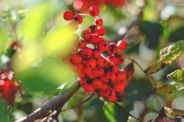 Güneşteki Rowan meyveleri 
