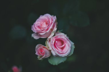 Bilinmeyen bir pembe gül.