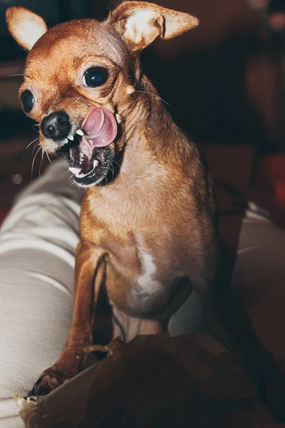 Dog Licked Toy Terrier — Stock Photo, Image