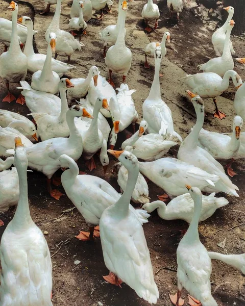 Canards Blancs Près Étang Ferme Amuser Dans Groupe Famille — Photo