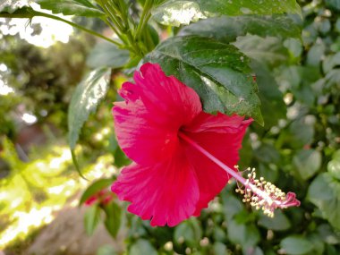 Hibiscus çiçek Bahçe