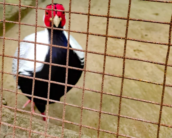 Barevní Ptáci Zoo Stříbrný Bažant Zoo Pták Zoo Nesvoboda — Stock fotografie