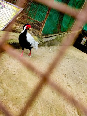 Hayvanat bahçesinde renkli kuşlar, hayvanat bahçesinde gümüş sülün, hayvanat bahçesinde kuş, özgürlük