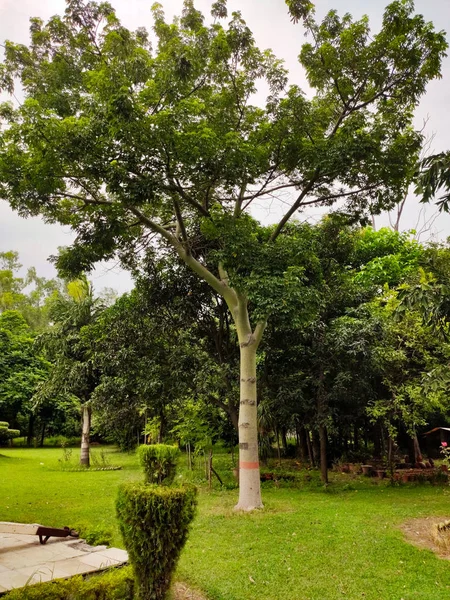 Ein Piple Tree Garten Ein Heiliger Baum Von Indien — Stockfoto