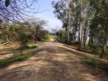 Hindistan Nehri 'ndeki ormanı ve büyük ağaçları keşfediyorum. 