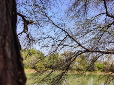 Hindistan, Punjab 'da bir nehrin kıyısındaki güzel bir ağaç manzarası. Aalamgir falaii sahib, Kila Ripur yakınlarında.