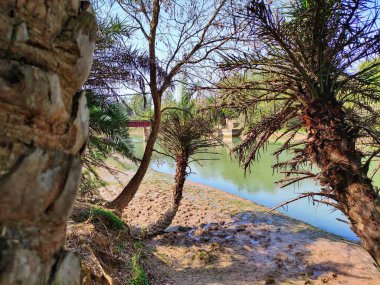 Hindistan, Punjab 'da bir nehrin kıyısındaki güzel bir ağaç manzarası. Aalamgir falaii sahib, Kila Ripur yakınlarında.