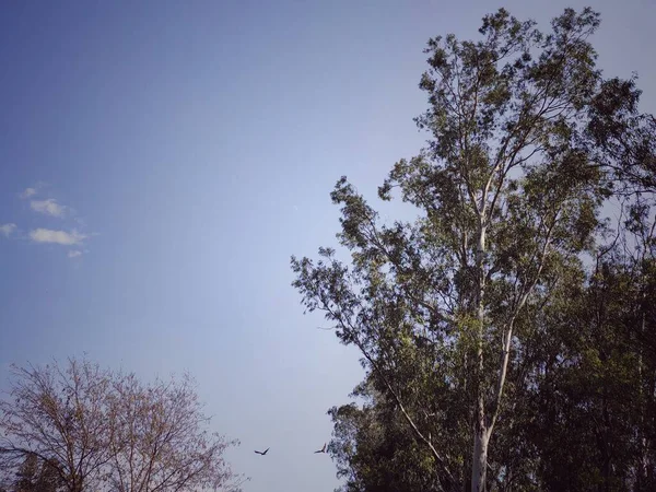 Ein Schwarzer Drachenvogel Indischen Himmel Der Nähe Des Eukalyptusbaums Punjab — Stockfoto
