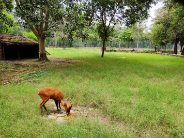 Dört boynuzlu antilop ya da chousingha, Hindistan ve Nepal 'i bir hayvanat bahçesinde yemek yerken, bir geyikte yemek yerken, kahverengi bir geyikte bulan küçük bir antiloptur.