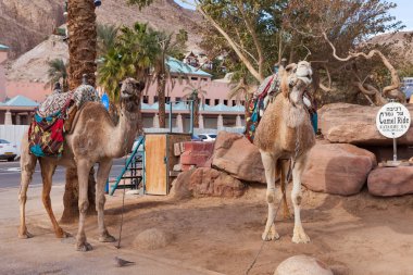 Two Camels at the desert city of Eilat