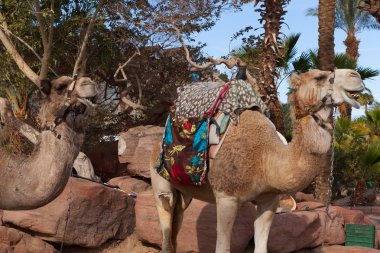Two Camels at the desert city of Eilat