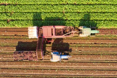 Sugar Beet root Harvesting process, Early morning Aerial image.