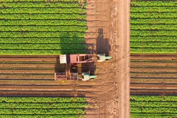 Sugar Beet Root Harvesting Process Early Morning Aerial Image — Zdjęcie stockowe