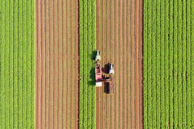 Sugar Beet root Harvesting process, Early morning Aerial image.