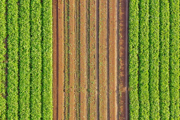 Mature Beetroot Field Top Aerial Image — 스톡 사진