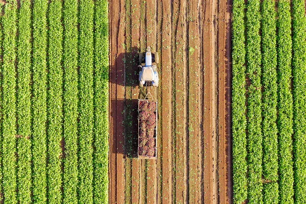 Aerial View Tractor Working Field — 스톡 사진