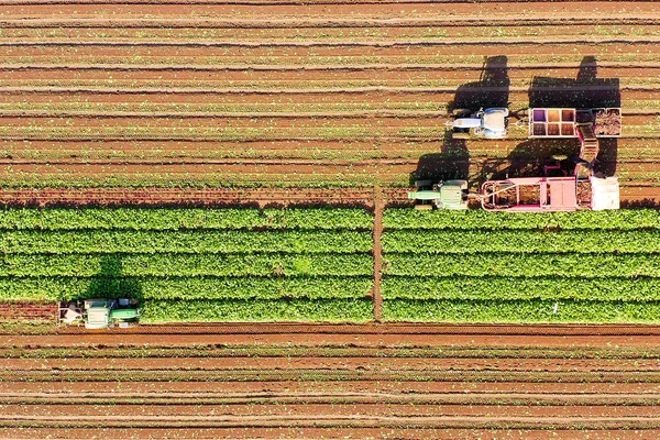 Sugar Beet Root Harvesting Process Early Morning Aerial Image — 스톡 사진