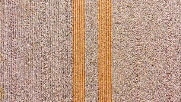 Mature Cotton Field Ready Picking Aerial View — Stok fotoğraf