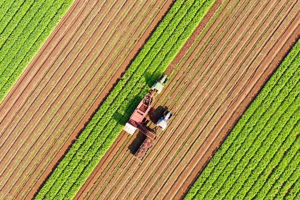 Sugar Beet Root Harvesting Process Early Morning Aerial Image 免版税图库照片