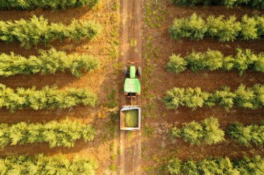 Green Tractor and trailer loaded with fresh Harvested ripe Olives surrounded by an Olive Tree plantation, Aerial image.