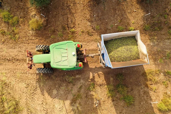 Hayogev Israel November 2019 Green Tractor Trailer Loaded Fresh Harvested — Foto de Stock