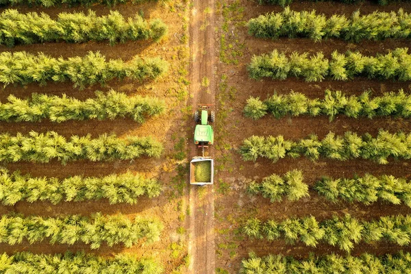 Green Tractor Trailer Loaded Fresh Harvested Ripe Olives Surrounded Olive — Stock fotografie