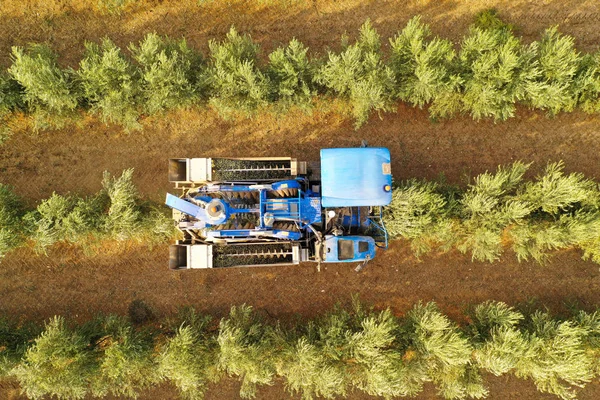 Azeitona Colheitadeira processamento de linhas de oliveiras, imagem aérea. — Fotografia de Stock
