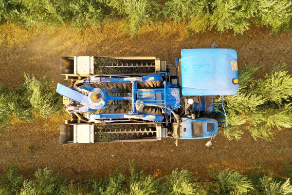 Azeitona Colheitadeira processamento de linhas de oliveiras, imagem aérea. — Fotografia de Stock