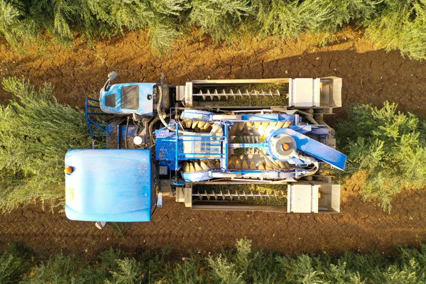 Azeitona Colheitadeira processamento de linhas de oliveiras, imagem aérea. — Fotografia de Stock