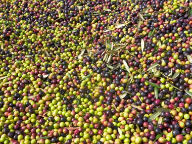 Bir çiftlikte taze yeşil ve siyah zeytin