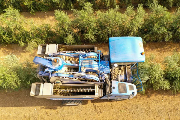 Ελαιολάδου Harvester επεξεργασία σειρές από ελιές, εναέρια εικόνα. — Φωτογραφία Αρχείου