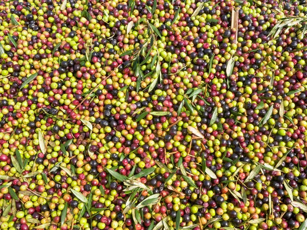 Bir Çiftlikte Taze Yeşil Siyah Zeytin — Stok fotoğraf