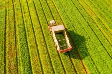 Yeşil Fasulye toplayıcısı büyük bir alanı işliyor.