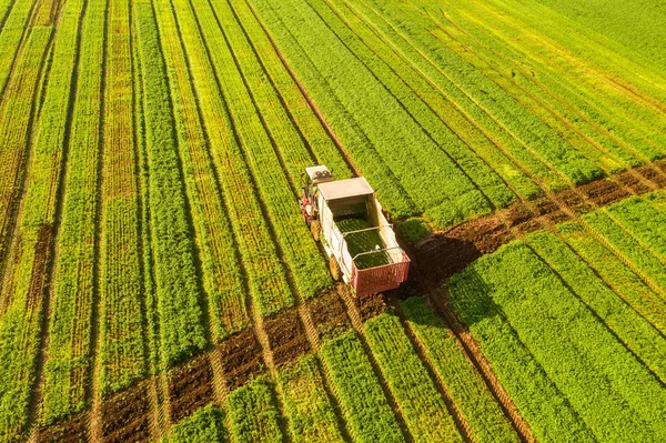 Selector de frijoles verdes procesando un campo grande. —  Fotos de Stock