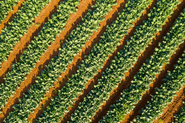 Rijen Van Rijpe Zucchini Planten Klaar Plukken Luchtfoto — Stockfoto