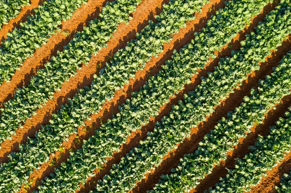 Reihenweise Reife Zucchini Pflanzen Zur Ernte Bereit Luftaufnahme — Stockfoto