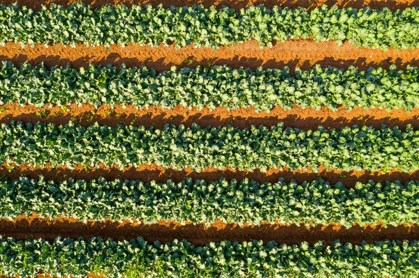 Baris Tanaman Zucchini Matang Siap Untuk Mengambil Pandangan Udara — Stok Foto