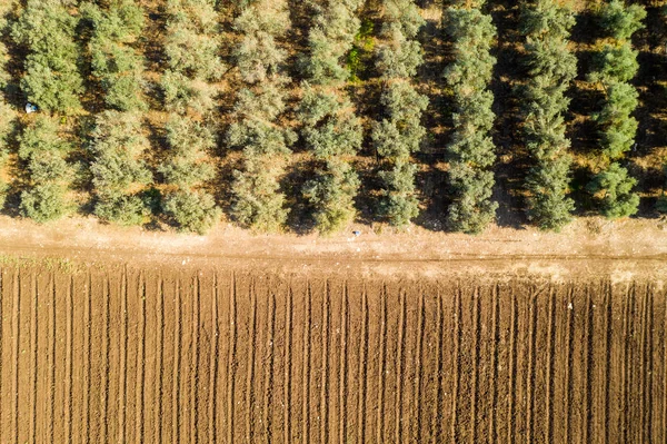 Oliveto piantagione, Immagine aerea — Foto Stock
