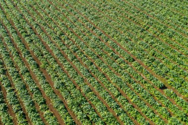 Bir alandaki olgun enginarların hava görüntüsü.