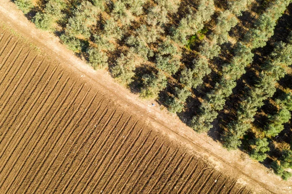 Plantação de oliveiras, imagem aérea — Fotografia de Stock