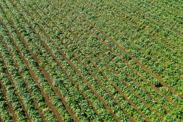 Imagem aérea de linhas de alcachofras maduras em um campo. — Fotografia de Stock