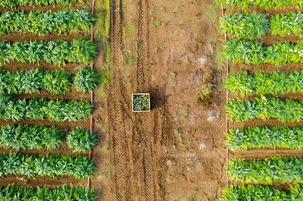 Imagen aérea de filas de alcachofas maduras en un campo. — Foto de Stock