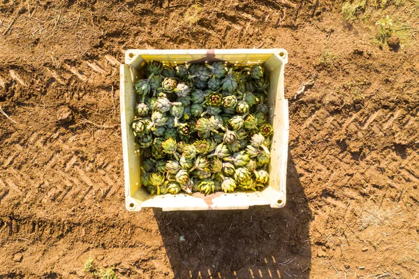 Large Pallet Loaded Fresh Picked Artichokes Field Top Aerial Image — Stockfoto