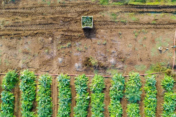 Imagem aérea de linhas de alcachofras maduras em um campo. — Fotografia de Stock