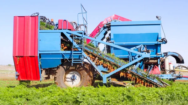 Recogedor Zanahorias Filas Procesamiento Zanahorias Maduras — Foto de Stock