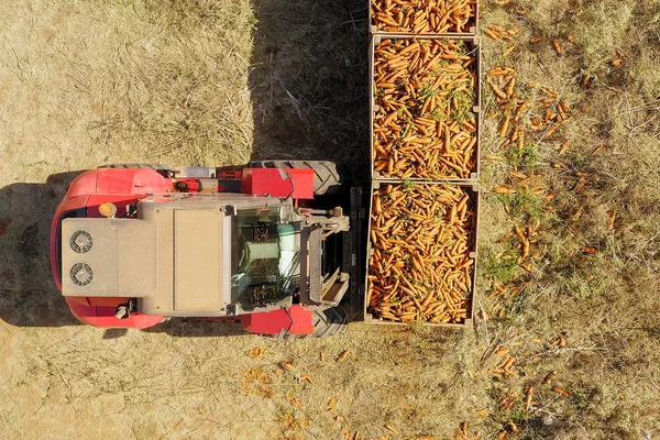 Red Forklift Завантажує Палітру Жнив Моркви Трейлер — стокове фото