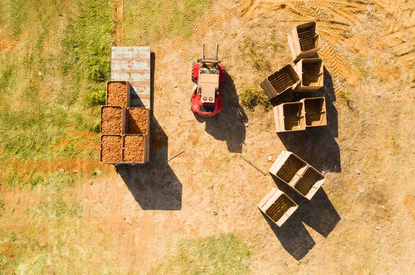 Carrot Picker Processing Rows Ripe Carrots Aerial Follow Image — Stock Photo, Image